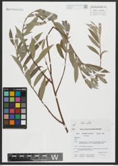 Foto von Salix alba L.